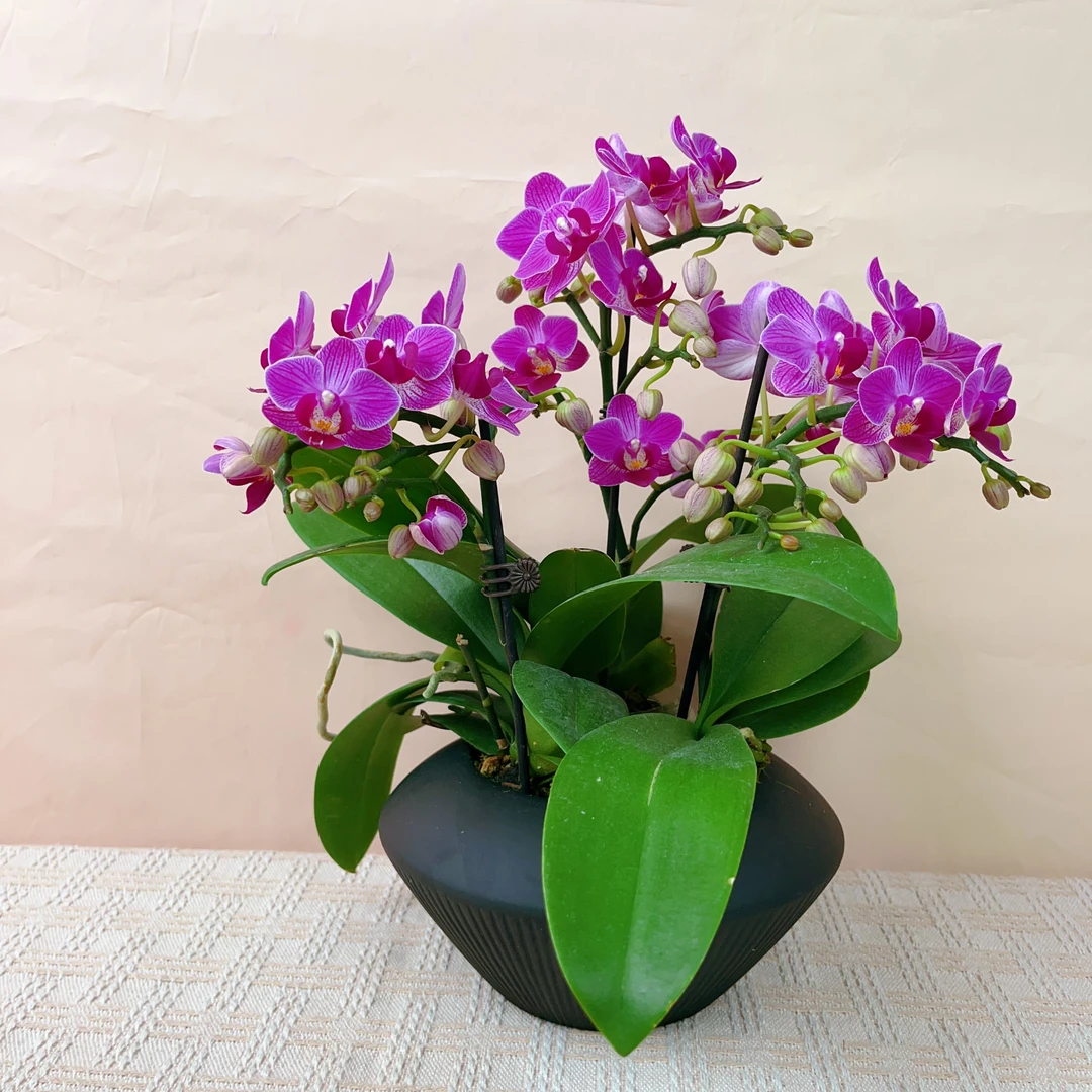 桦艺优选【莫雷利亚】精品蝴蝶兰轻奢室内绿植花卉艺术高级盆栽植株