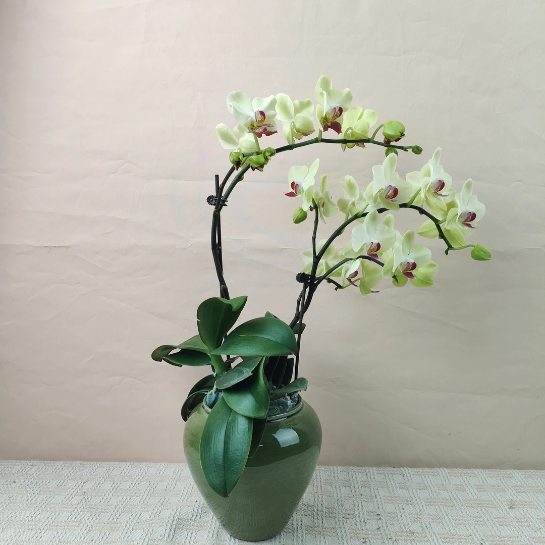 桦艺精品【绿如意】精品蝴蝶兰花卉艺术组盆景德镇陶瓷盆栽系列