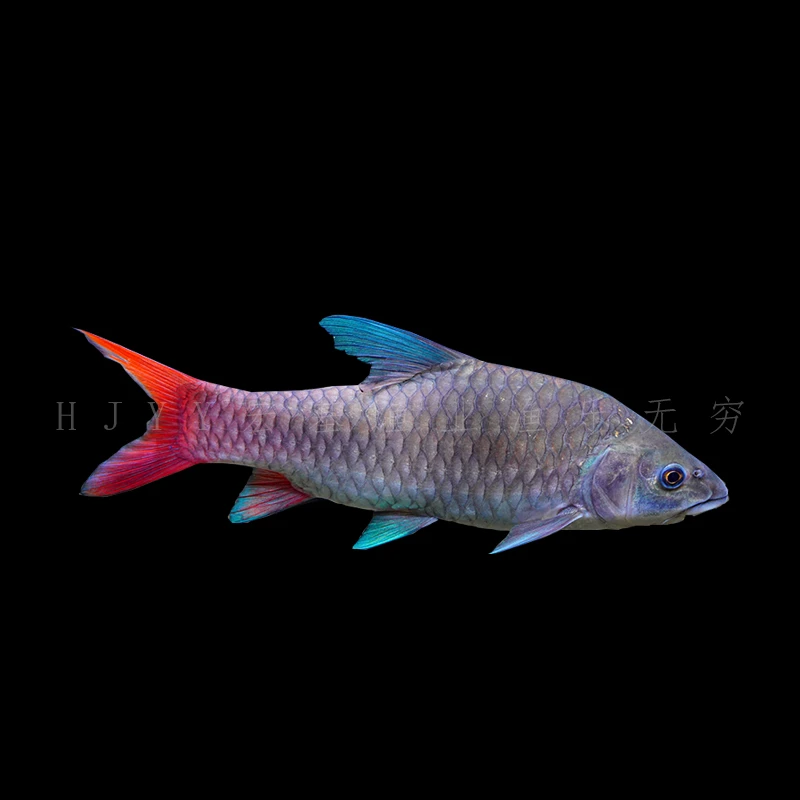 彩虹吉罗 活体精品原生鱼吉罗鱼蓝红色吉罗鱼观赏鱼饲养热带鱼