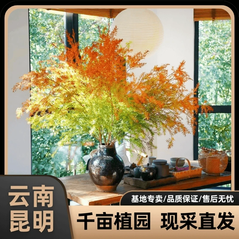 千层金鲜切枝混色鲜花瓶插家用高品质氛围感室内客厅装饰黄金香柳