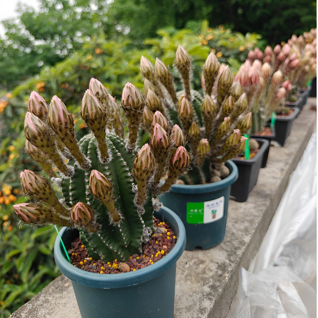 【小玥儿福利款】仙人球专用颗粒土5060颗粒土疏松透气沙生植物配方