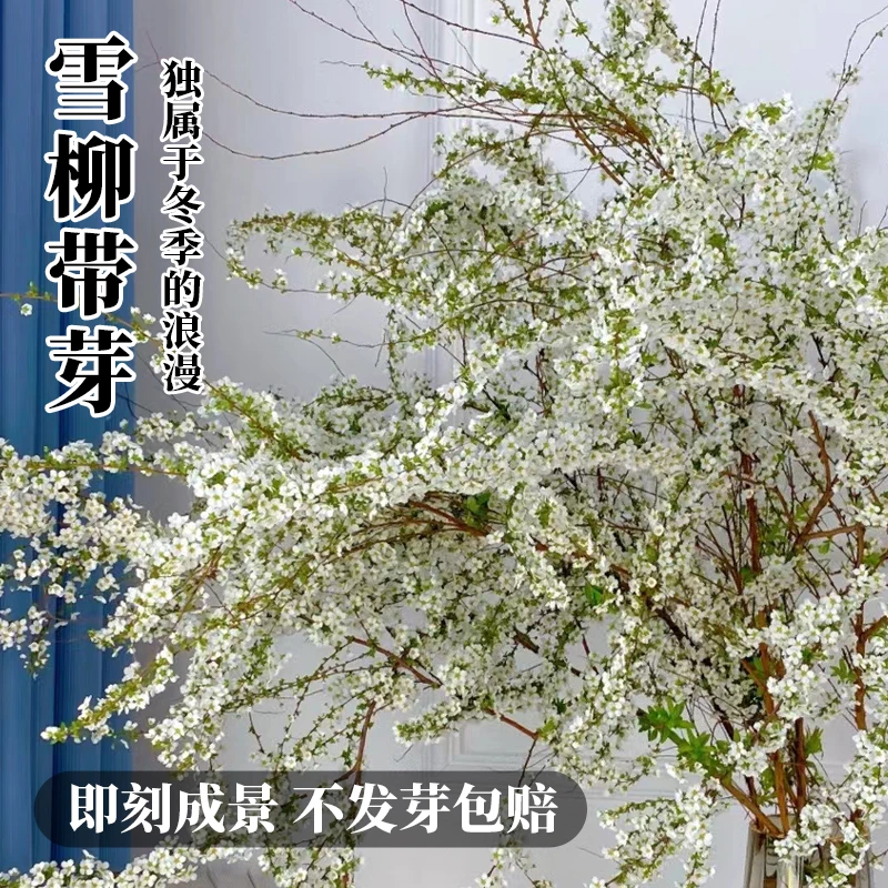 【买15枝送15枝】雪柳鲜切枝条耐寒插花发芽船长花园植室内好养易活