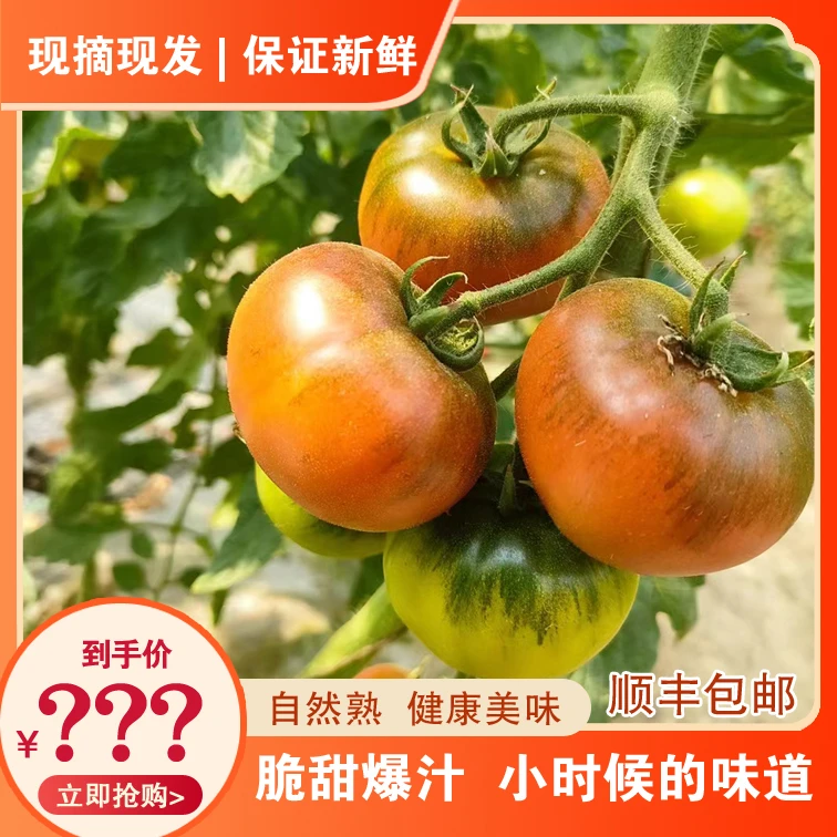 大连草莓柿子现摘铁柿子酸甜多汁小时候的味道净4.5斤顺丰包邮