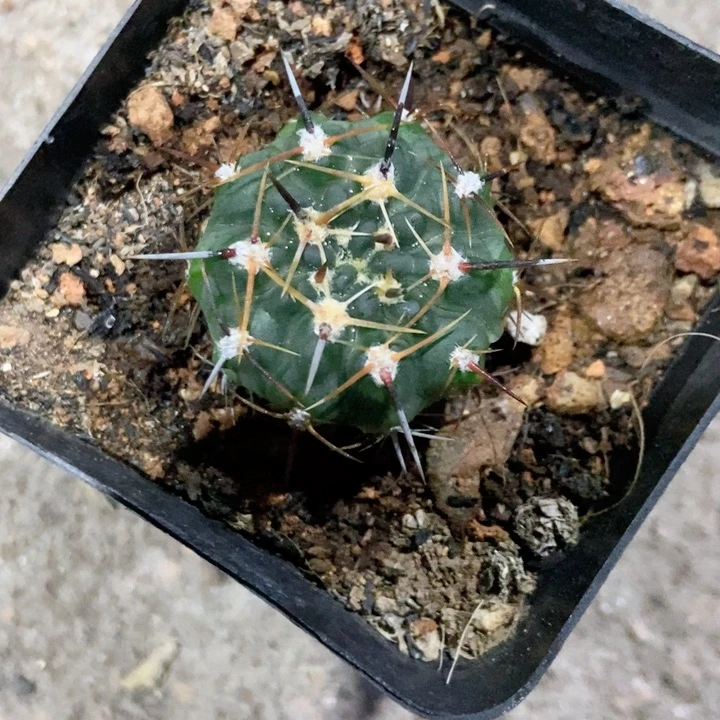 一物一拍福利仙人球