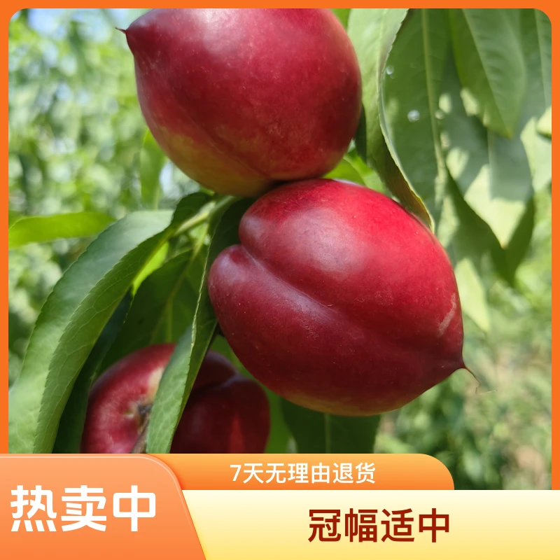 黑涞红9红皮黄肉早熟油桃嫁接苗脆甜果大南北种植好吃好看食用