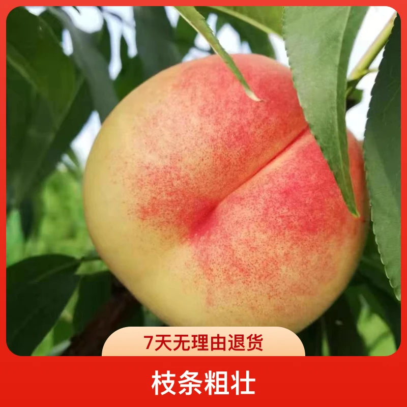 黑哥满堂红12鲜花园别墅地栽盆栽四季花果香枝条20月月红好看食用