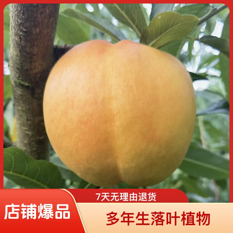 黑涞涞妹妹醉桃3嫁接树苗清脆香甜中晚熟油桃南北种植好吃食用