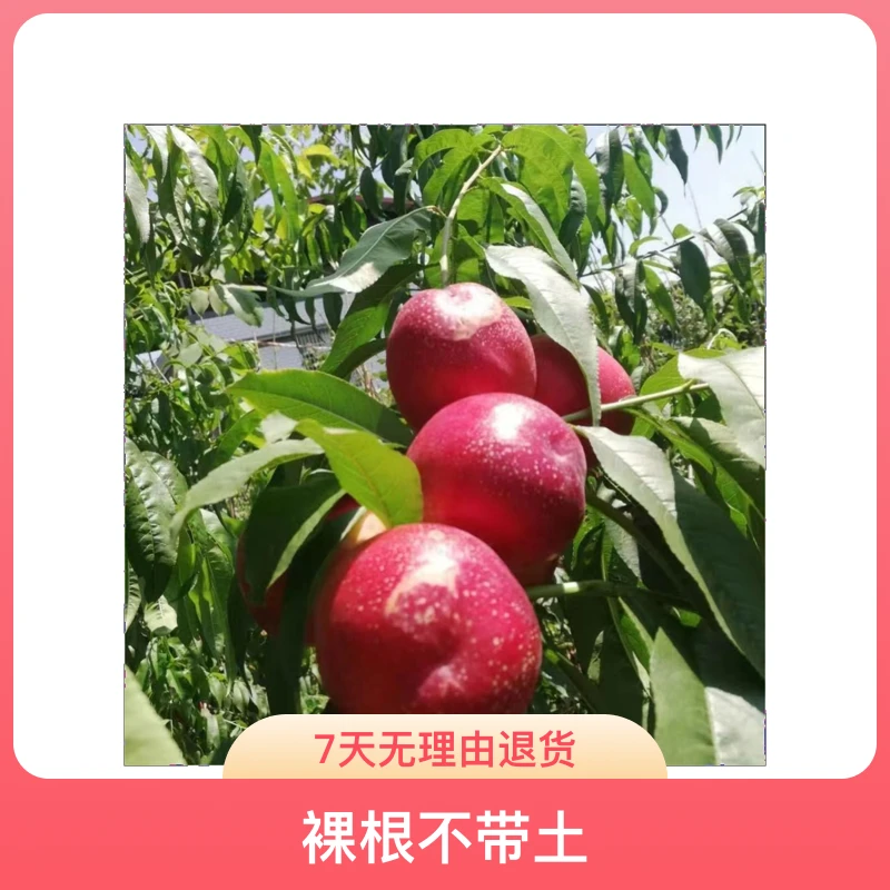 黑涞苹果桃树嫁接苗红皮白肉脆甜挂树期长好吃好种南北种地栽盆栽