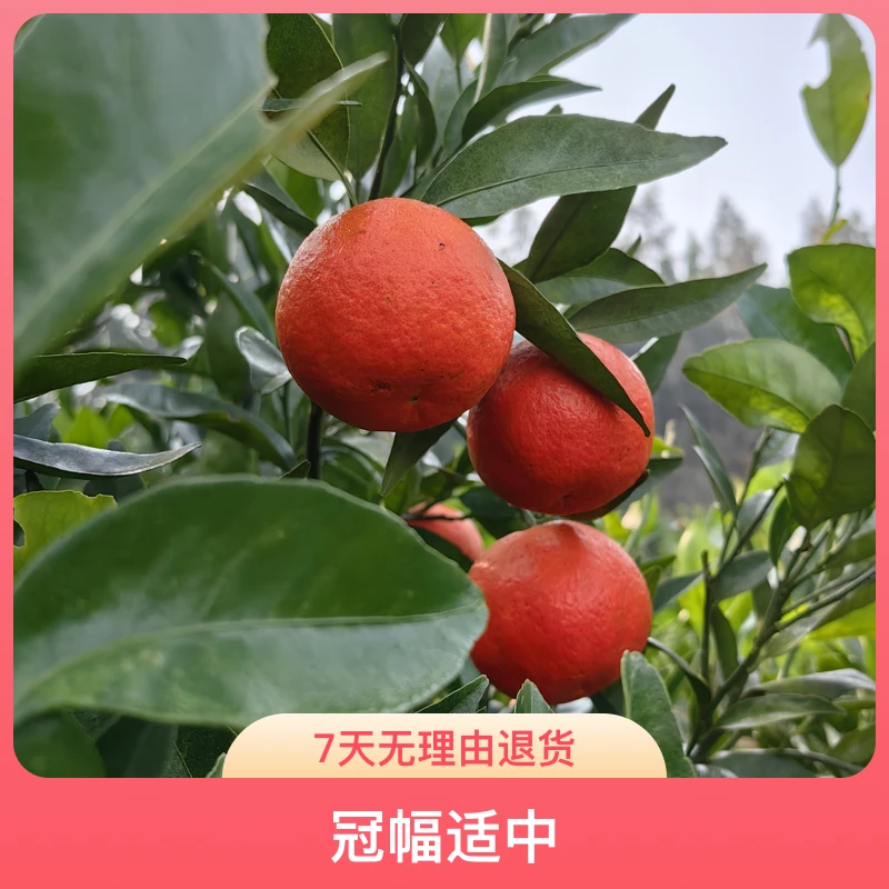 黑涞砂糖橘耙耙柑现挖现发盆栽地栽大红袍橘苗树南北方地栽盆栽