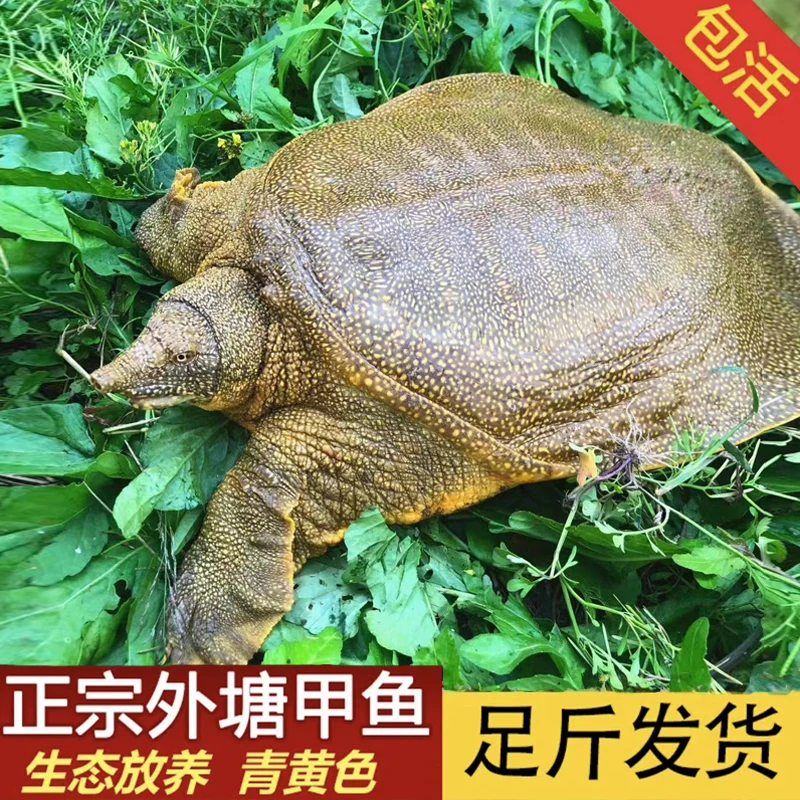 鲜活老甲鱼养殖老鳖水鱼 顺丰冷链包活