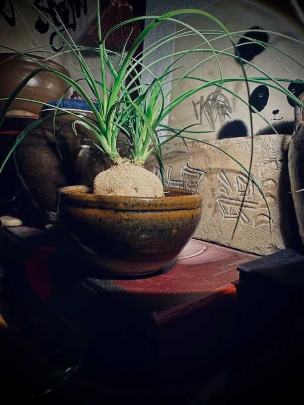 建森老窑黑瓷500