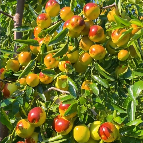 特大冰糖脆枣树苗新品种冬枣大果苗无核早熟盆栽地栽当年结果