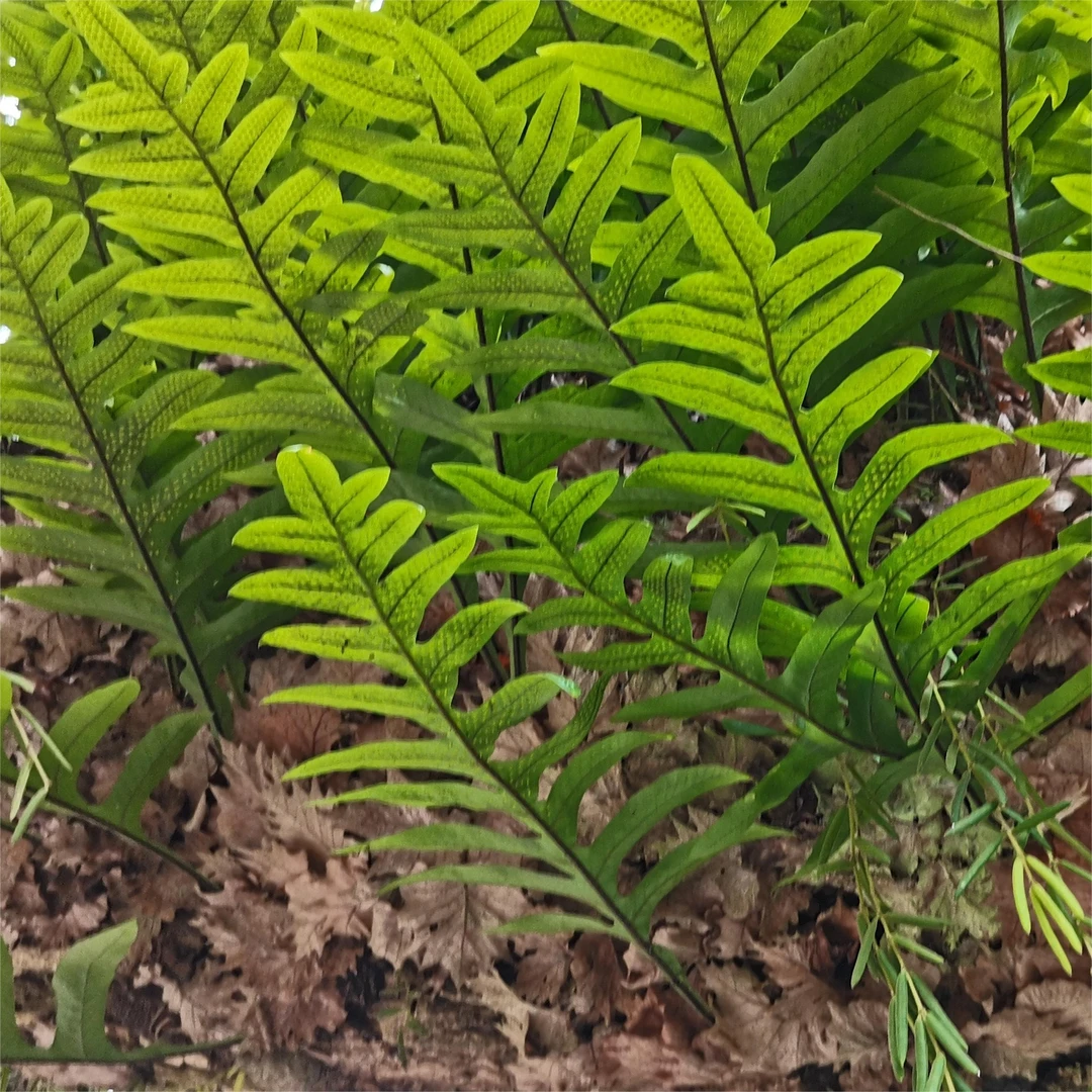 云南麻栗坡云岭山巴岩姜【骨碎补】猴姜搭配百合