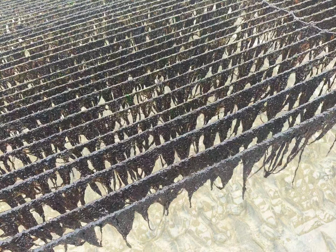 福建特产  湿紫菜 3斤装