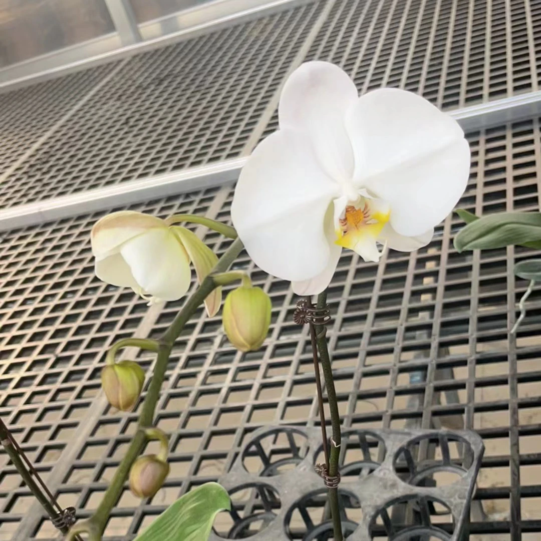 【V3大白3.0杯】高端花卉  乔迁开店送礼送人