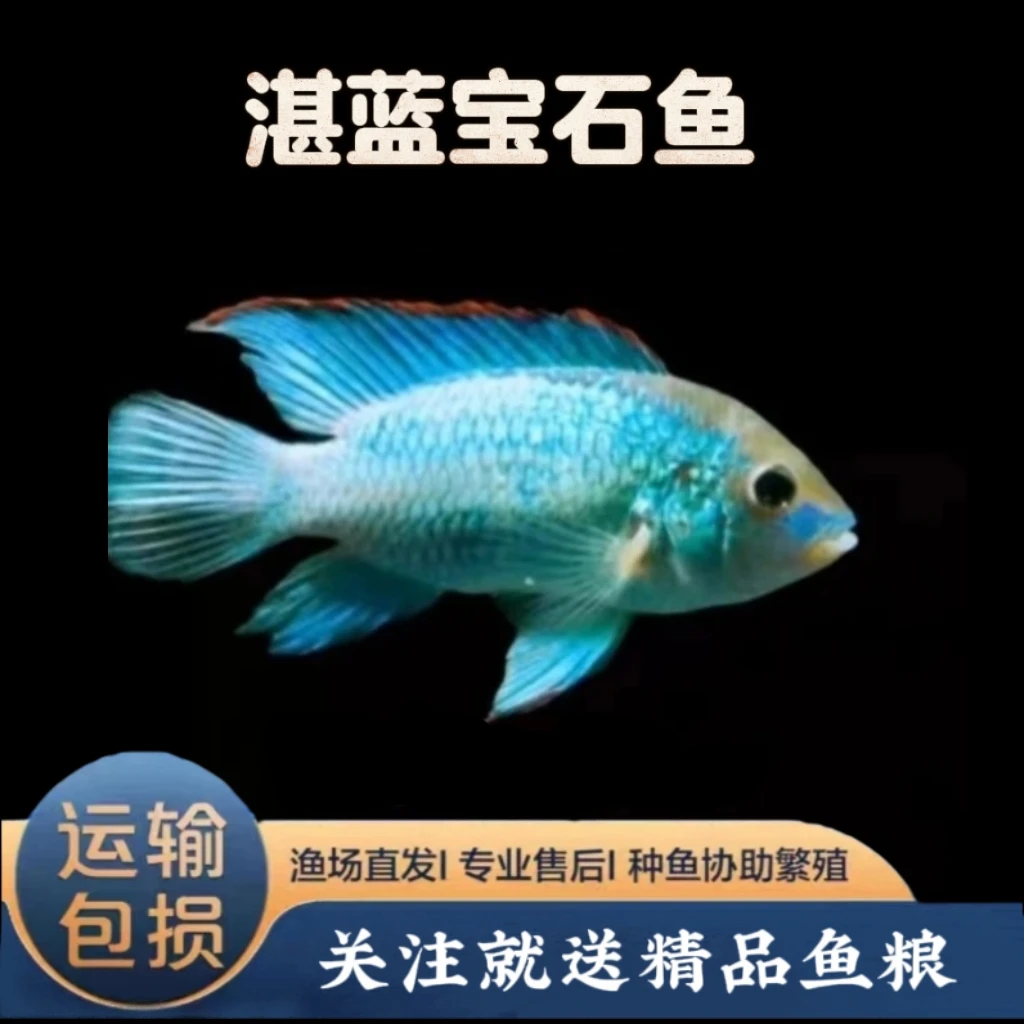 湛蓝宝石热带淡水鱼