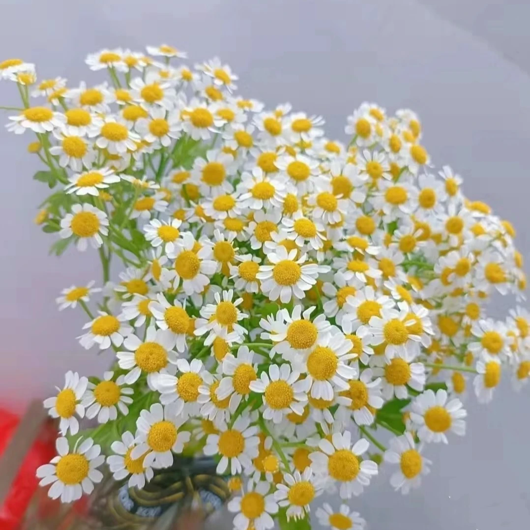 【花之物语】洋甘菊 包邮