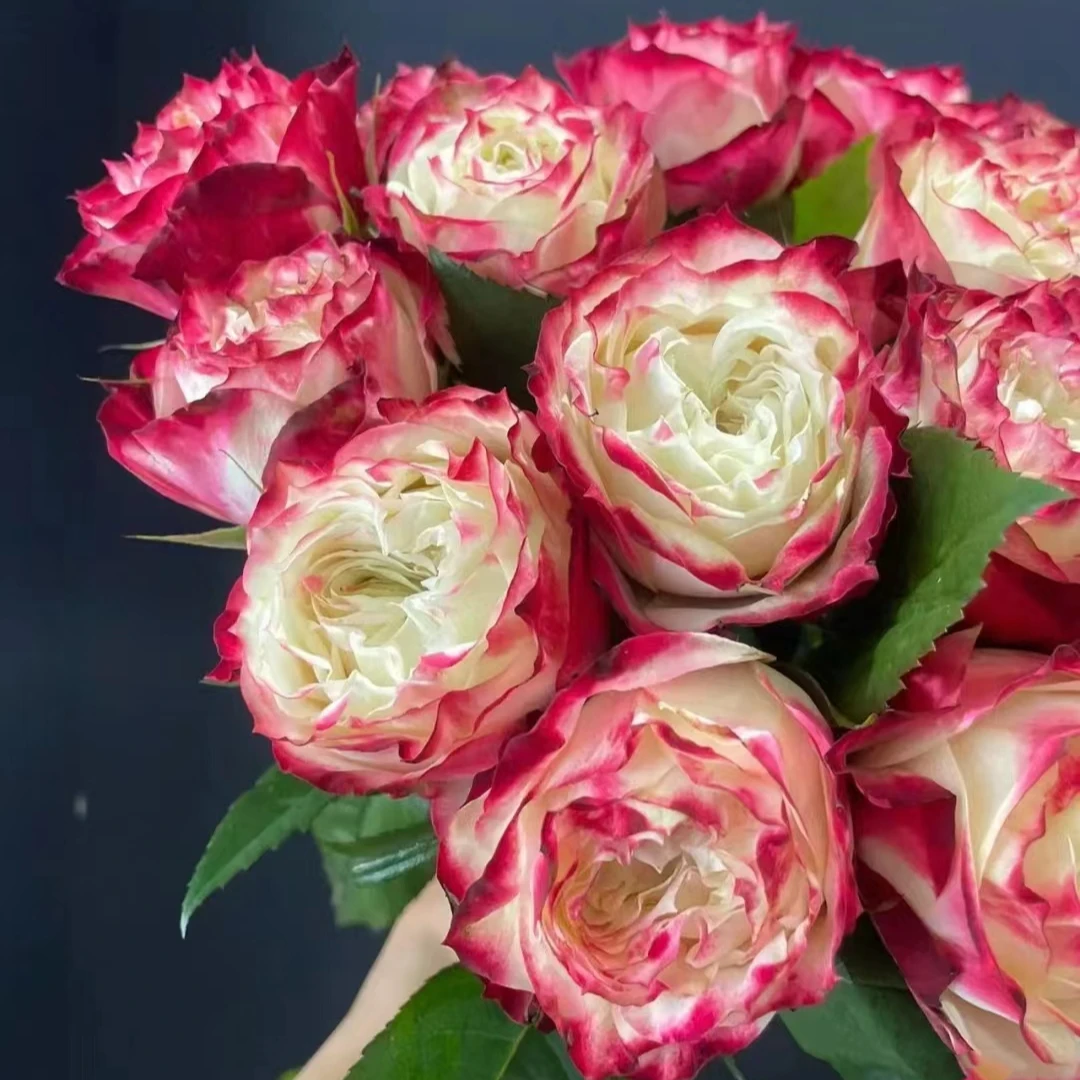 【花之物语】苹果杰克单头玫瑰 包邮