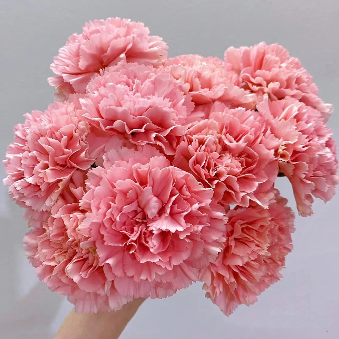 〔花之物语〕超级福袋  鲜花随机