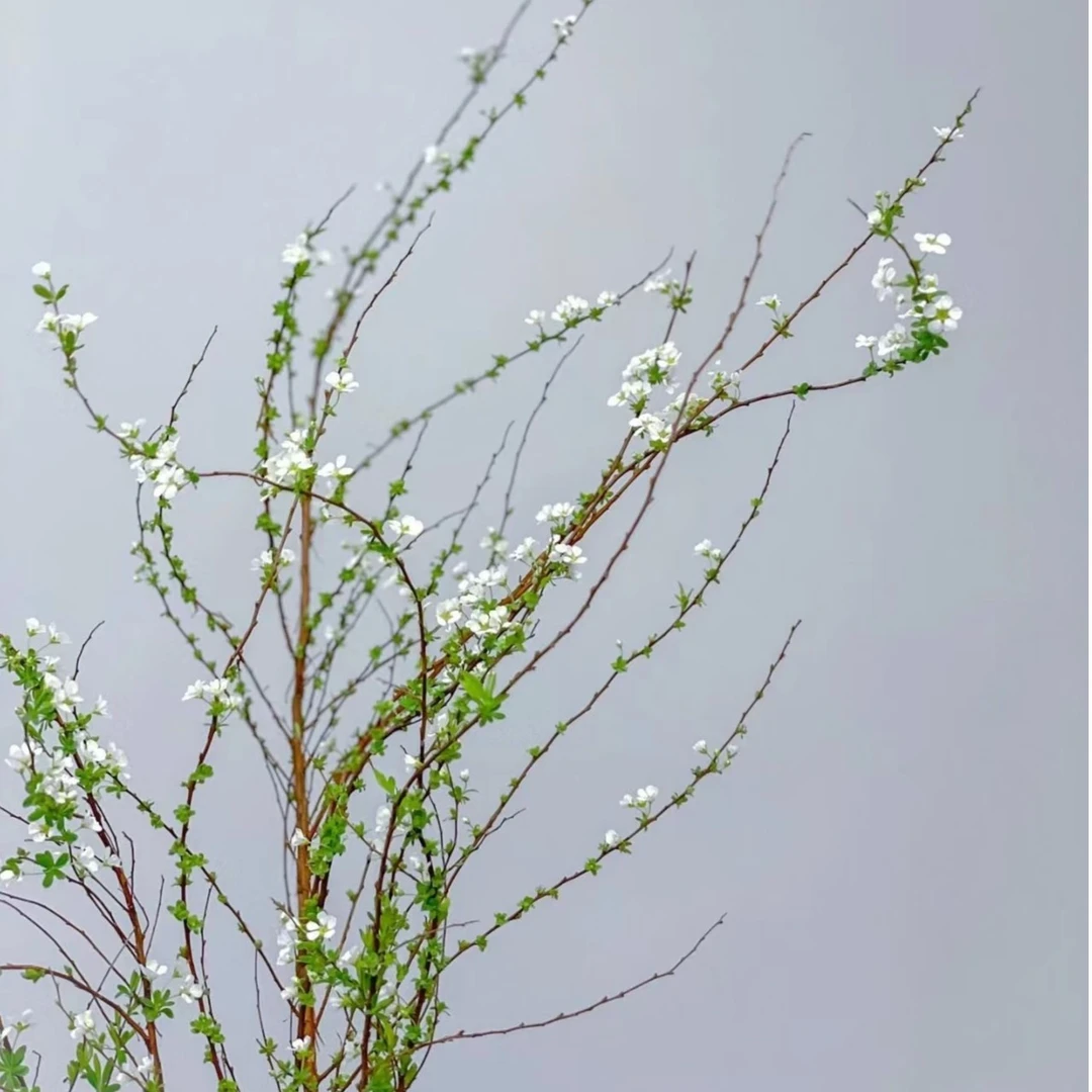 〔花之物语〕 雪柳   包邮