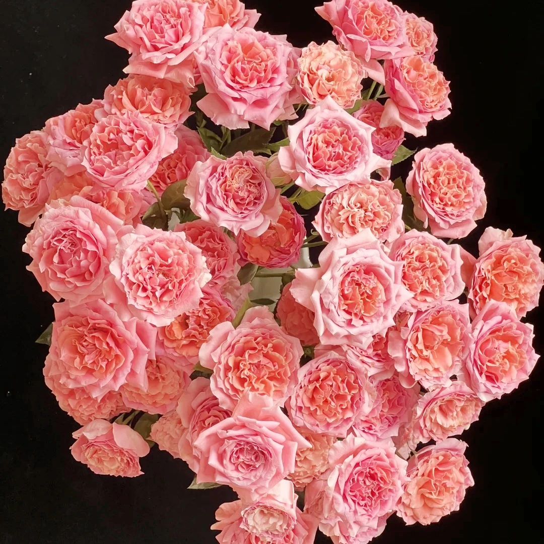 【花之物语】粉色啦啦队多头玫瑰 包邮