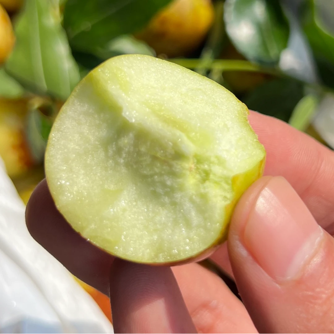 特大果脆甜冰糖枣树盆栽地栽抗寒南北方种植庭院阳台种植果树苗