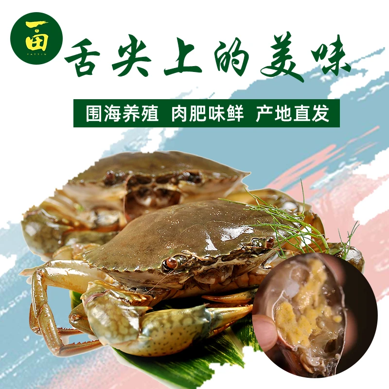 一田南水青蟹 肉蟹 肉质肥美 当天上水冷链发货腌制蒸煮速冻低温