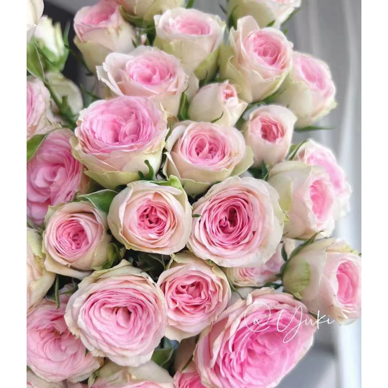 【云农中花】云南直发宝贝凯蒂多头泡泡鲜花玫瑰百合月季花卉绿植