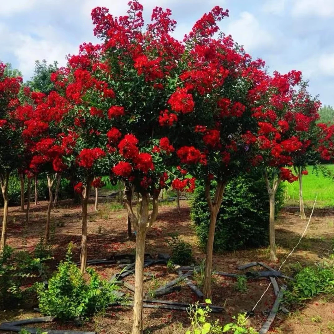 紫薇树苗紫薇花树苗盆栽地栽红花红火箭紫薇树庭院花卉绿化工程苗