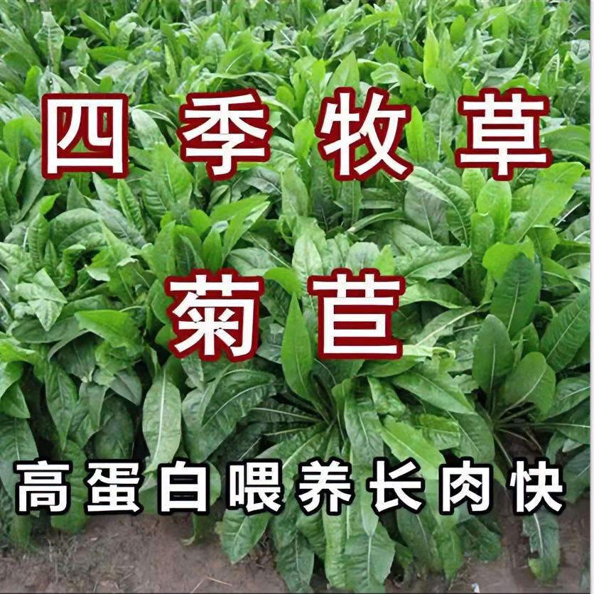多年生菊苣种子四季南瓜牧草耐寒适合喂牛羊猪兔鸡鸭鹅鱼