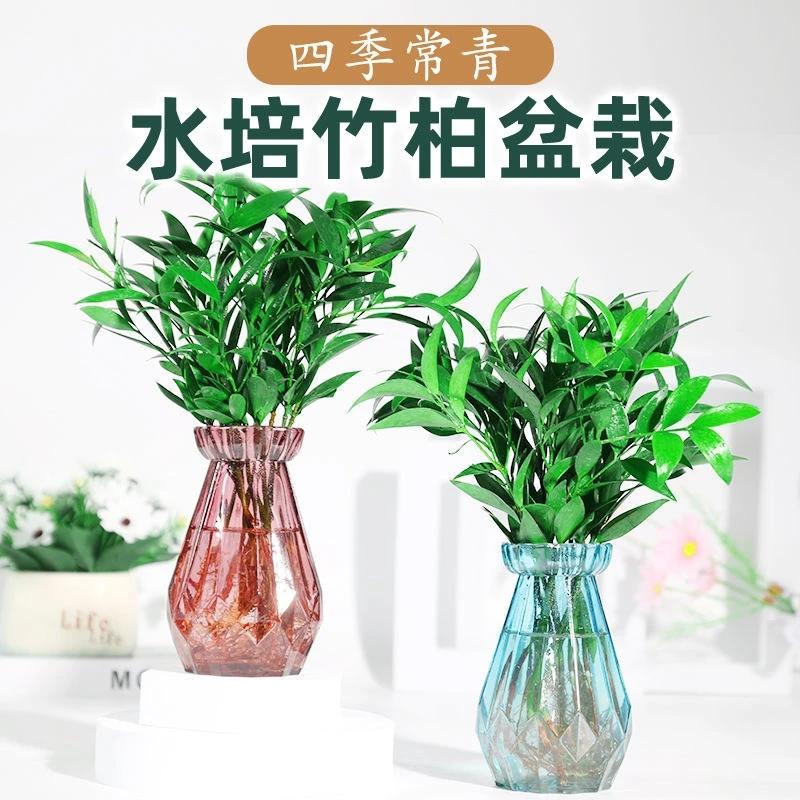 驱蚊竹柏水培植物室内水养绿植花卉盆栽办公室桌面四季常青水培竹