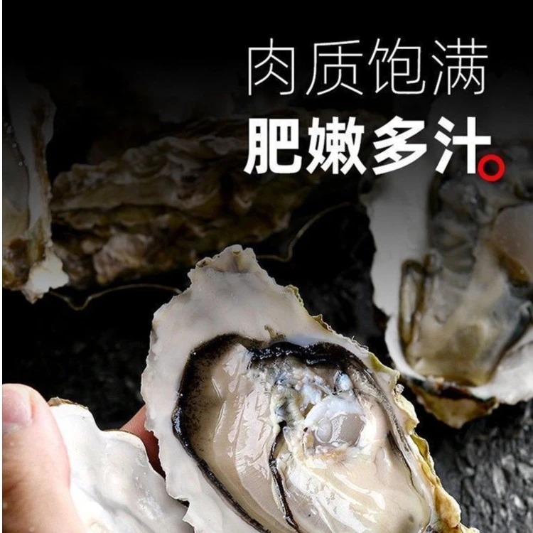 福建生蚝海蛎4斤顺丰包邮下单赠送三件套包活包肥坏包赔