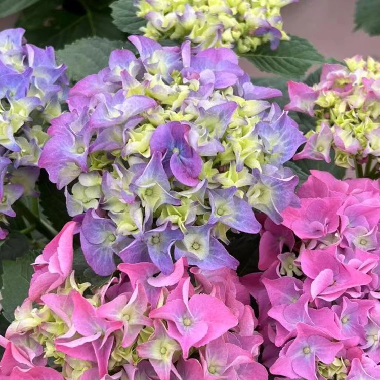 塔莎的花园 反季绣球沉香蓝色紫色 绣球  紫色 带花苞 带盆栽好