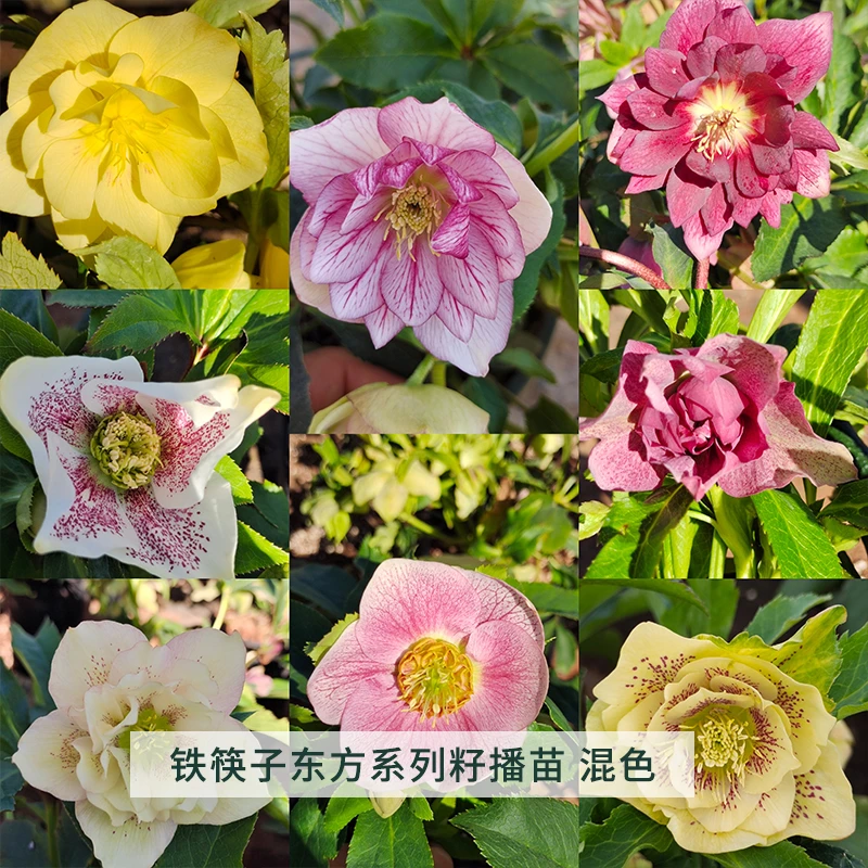 【直播】铁筷子东方系列混苗圣诞玫瑰花卉植物阳台观花