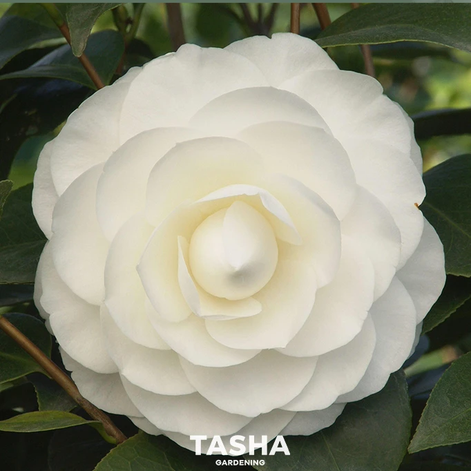 茶花东方亮 茶花盆栽植物浓香型庭院室内好养木本四季山茶