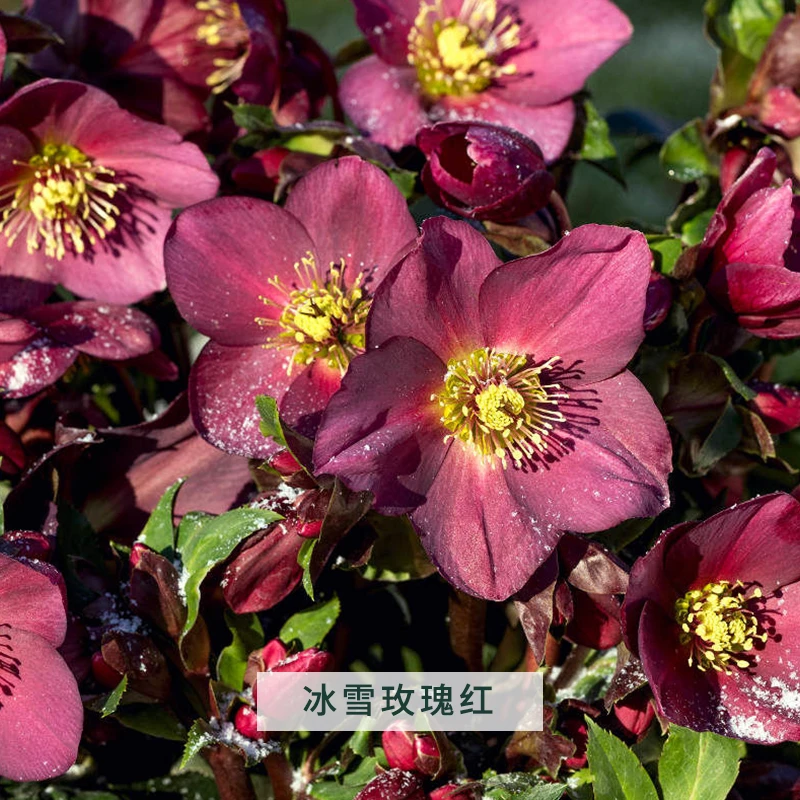 【直播】铁筷子5加仑冰雪玫瑰红圣诞玫瑰盆花卉植物观花