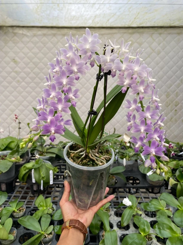4寸蓝星台湾苗（抽梗苗）