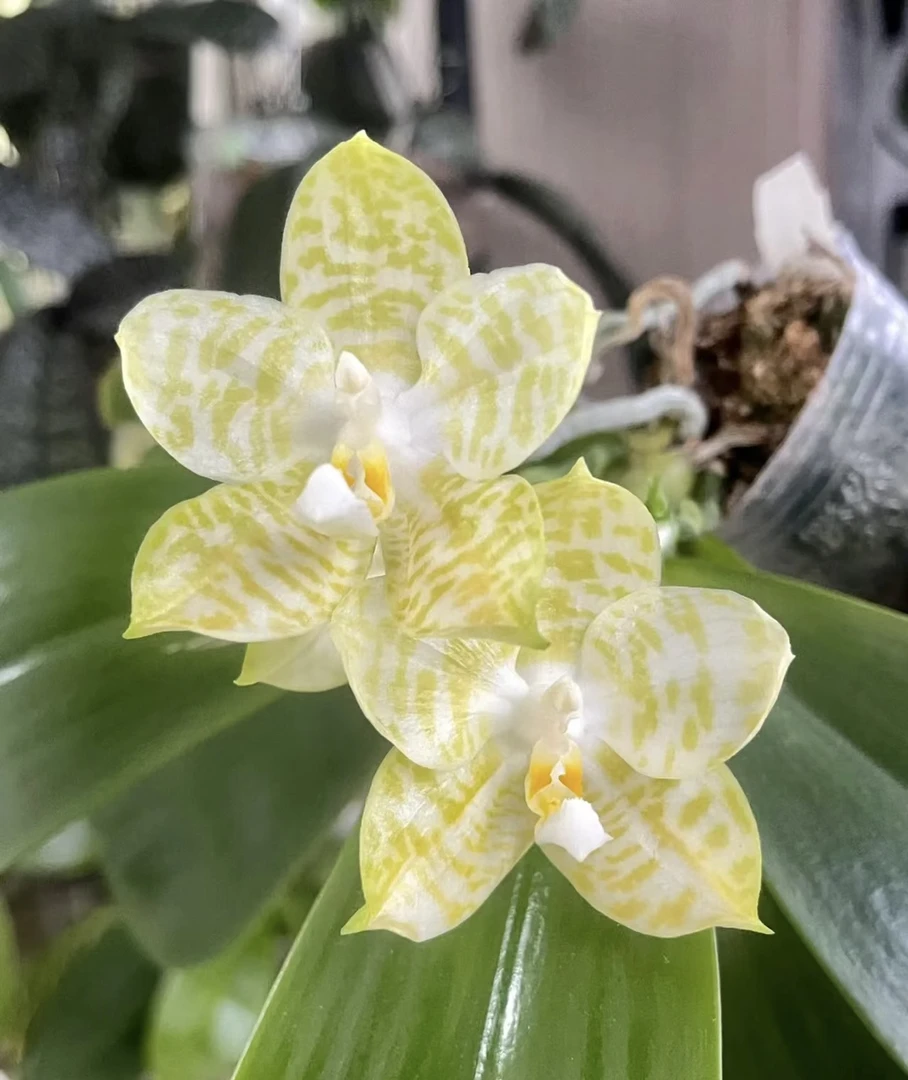 原生种蝴蝶兰4寸弥陀白虎（仅是苗）