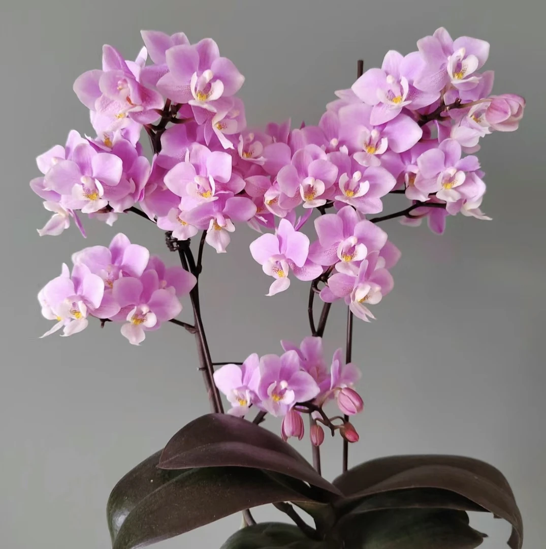 3.5寸樱兰（仅是苗）开花有香