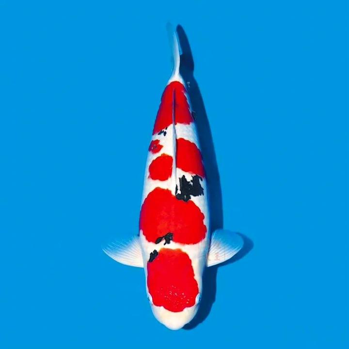 ⑤漫天文化锦鲤 红白大正昭和绯写白写秋翠