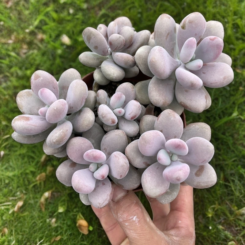 号麦桃蛋整桩无砍多头多肉植物室内阳台好养活云南花卉绿植盆栽
