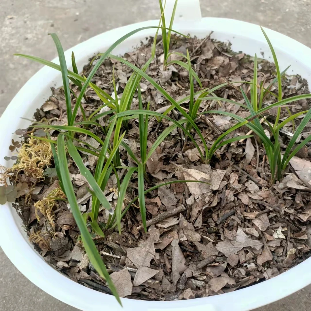 云南怒江莲瓣兰品种