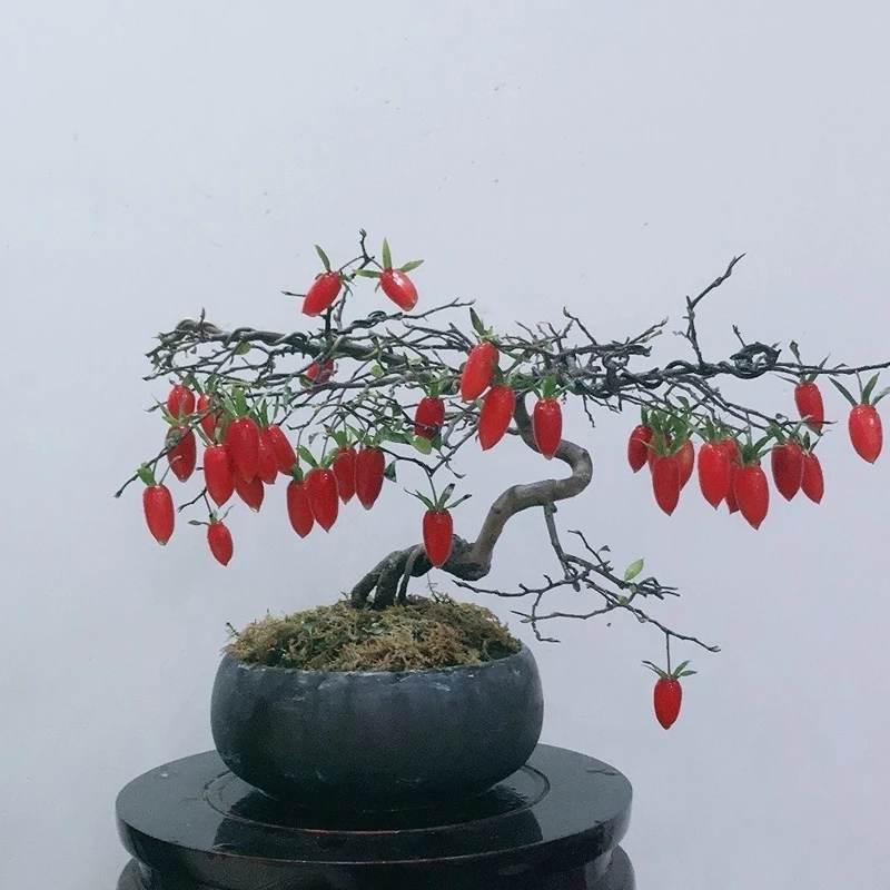 老鸦柿原生老桩素材盆景植物 私拍随机发