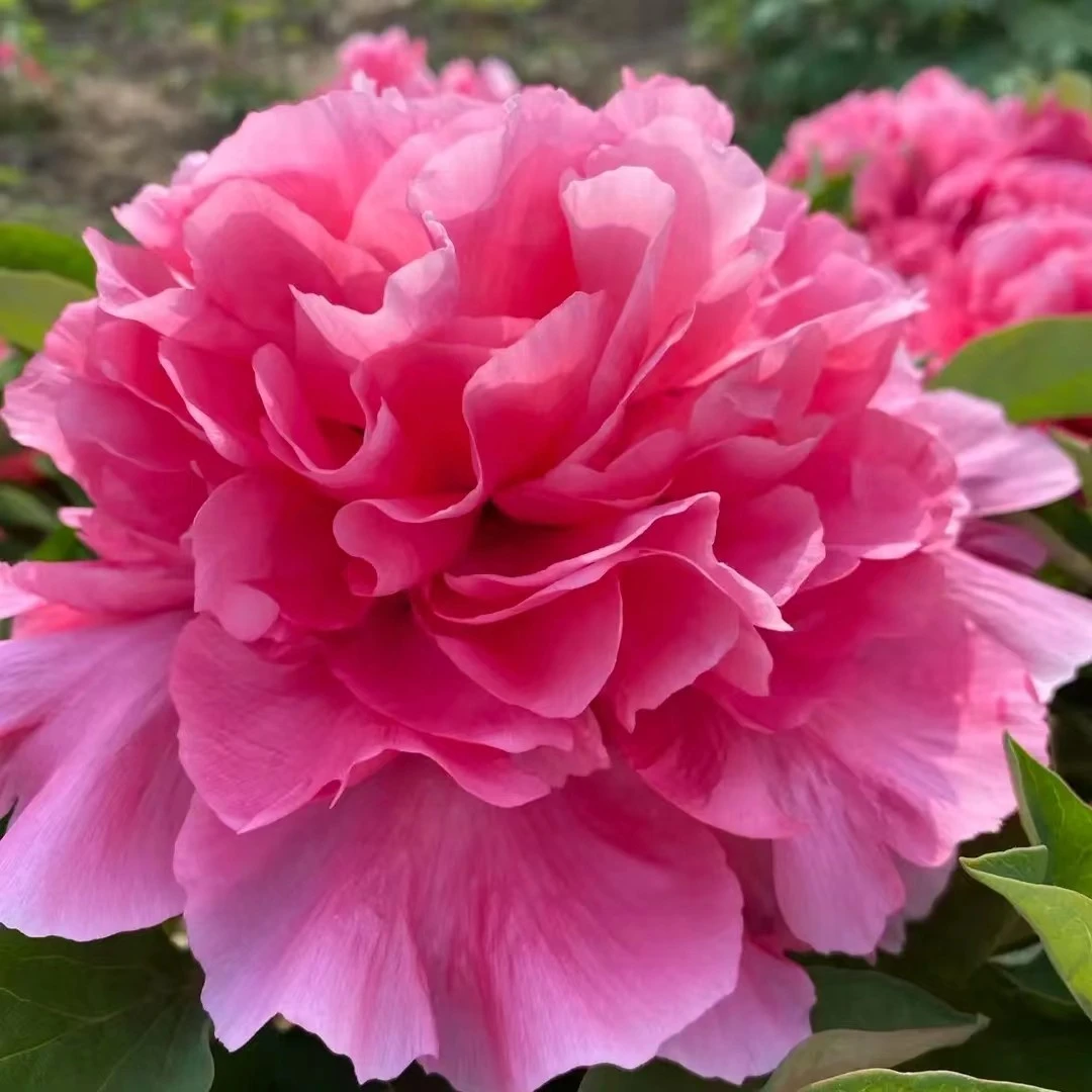 镇店之宝【万花王】牡丹基地，牡丹 现挖现发【菏泽基地直发】绿植种植