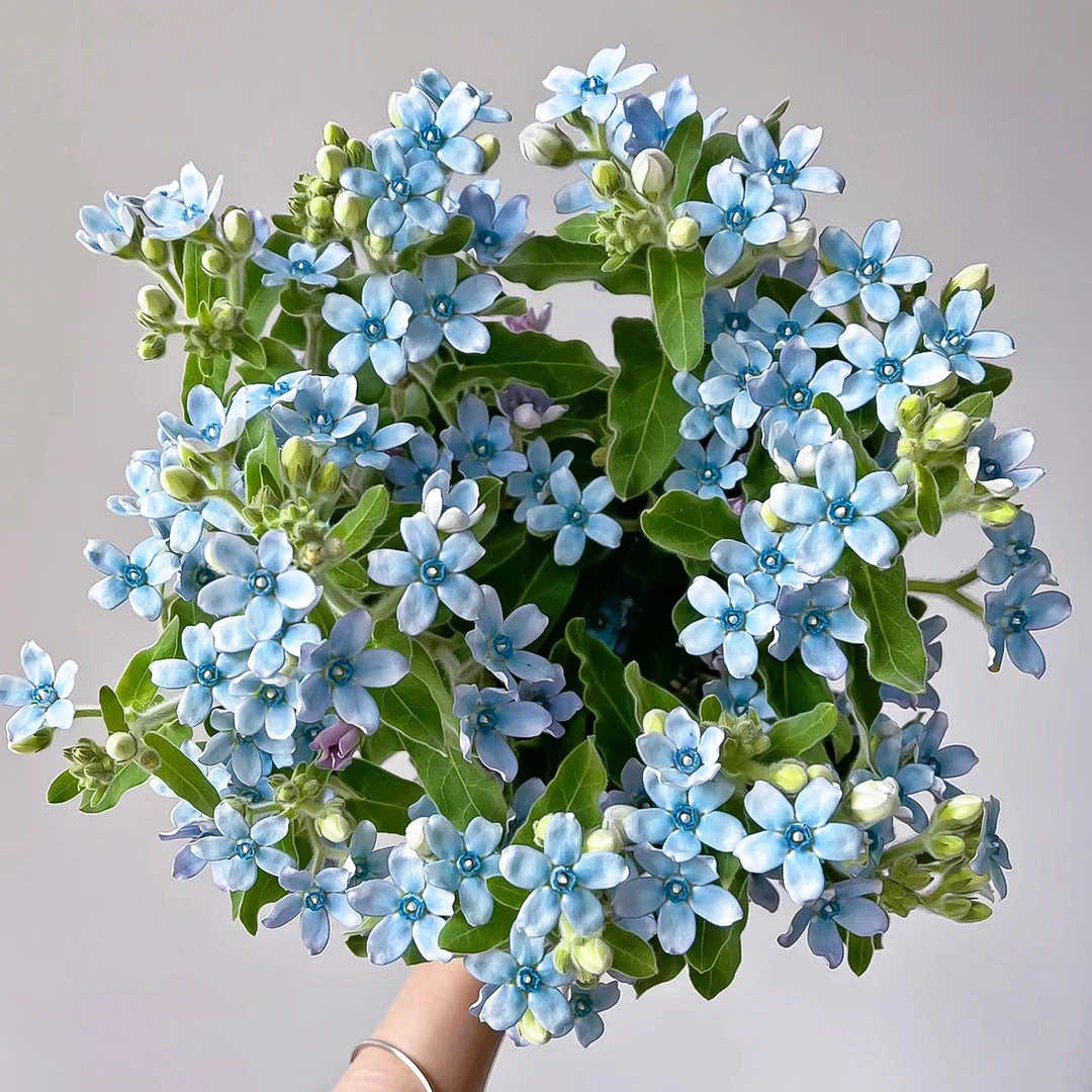 蓝心花2扎【1单包邮】百搭配花