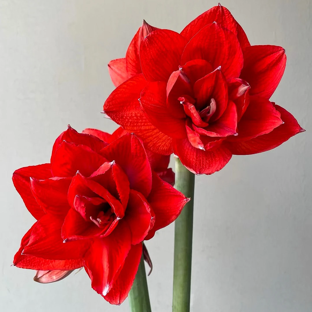 【方德】朱顶红鲜切花【1单中通2单顺丰京东包邮】鲜花