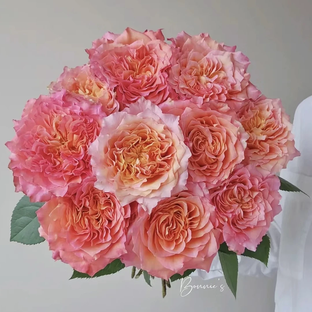 【花匠铺/诺斯沃德】火灵鸟20枝玫瑰【1单包邮】鲜花