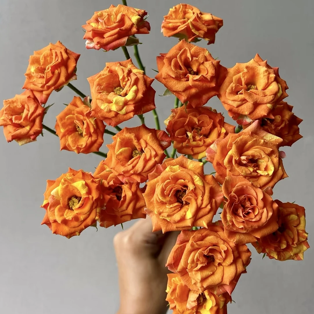 【方德多头】明媚10枝玫瑰【全店凑两单冷链包邮】云南鲜花