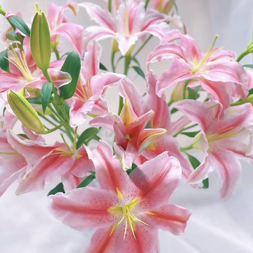 罗蒂 粉色香水百合（1单包邮）浓香百合