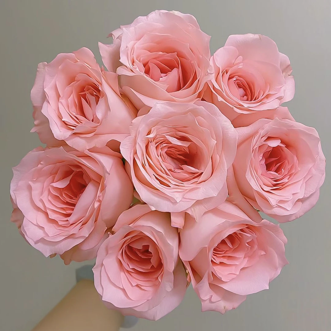 戴安娜20枝玫瑰【1单包邮】云南鲜花家用